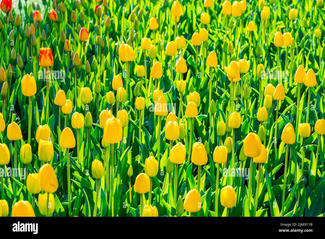 Beautiful Tulip flower in bloom, multiple colors red, orange, pink
