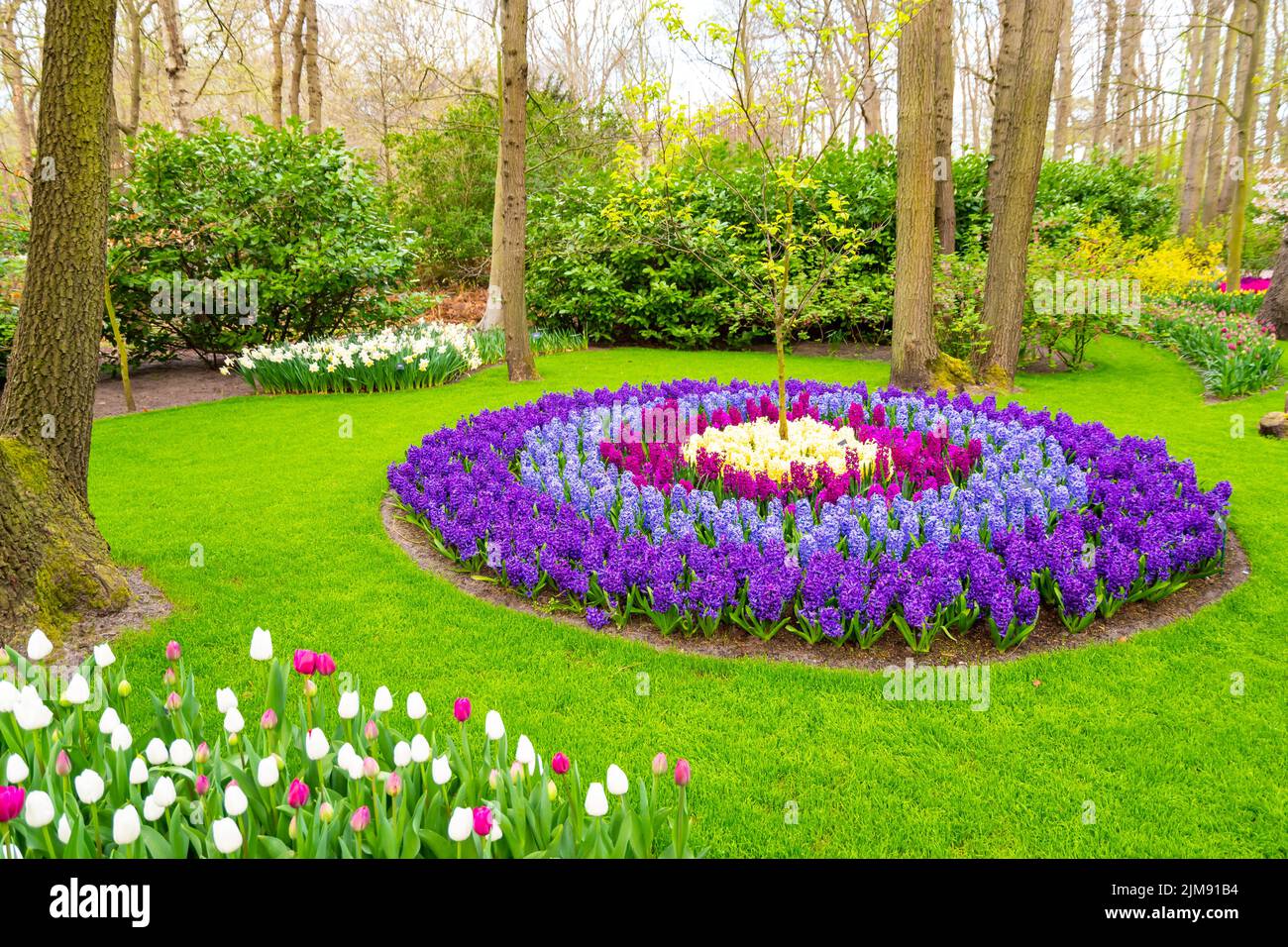Field of beautiful pink, violet hyacinthus flower in bloom. Spring