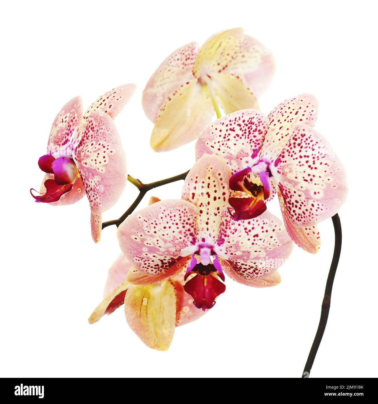 Orchid isolated on white background Stock Photo - Alamy