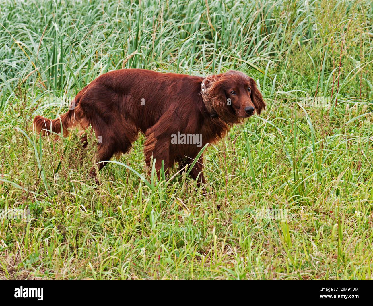 Hunting irish setter standing in the grass. Autumn Stock Photo