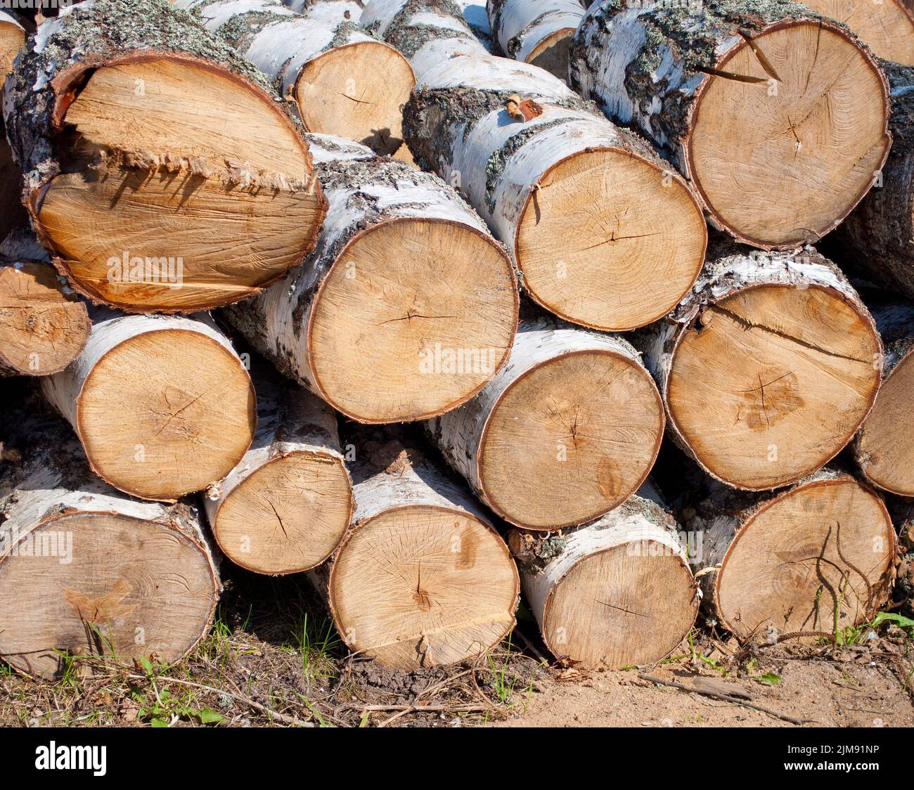 Pile of birch firewood Stock Photo Alamy