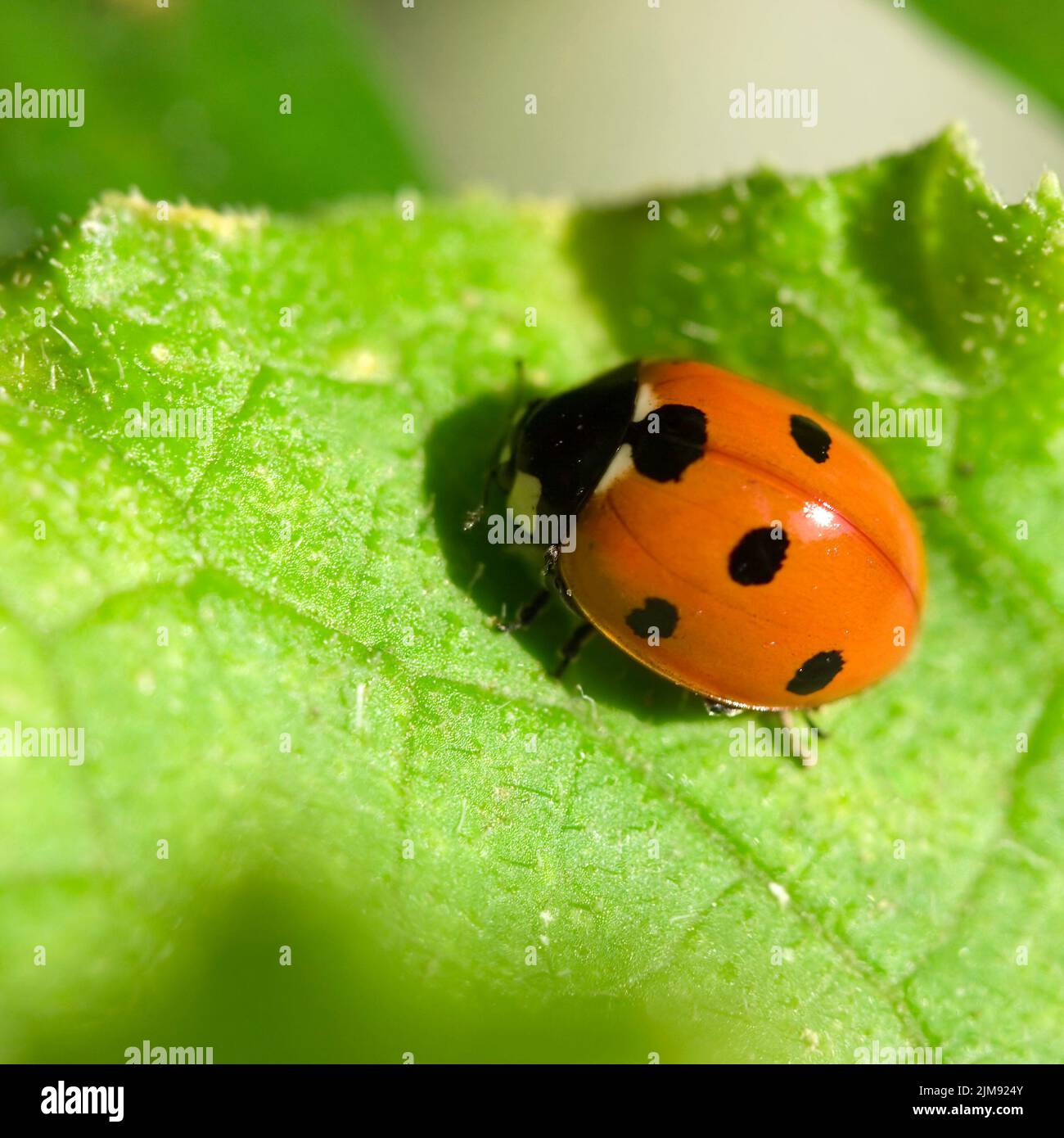 Lady Bird Insect Inide Insect of a ladybird on green sheet Stock Photo - Alamy