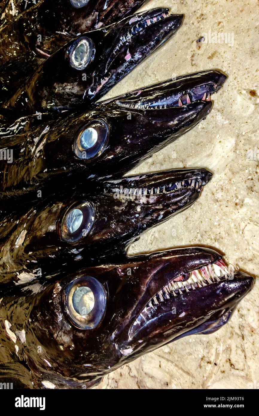 Black scabbardfish (Aphanopus carbo) Madeira Portu Stock Photo