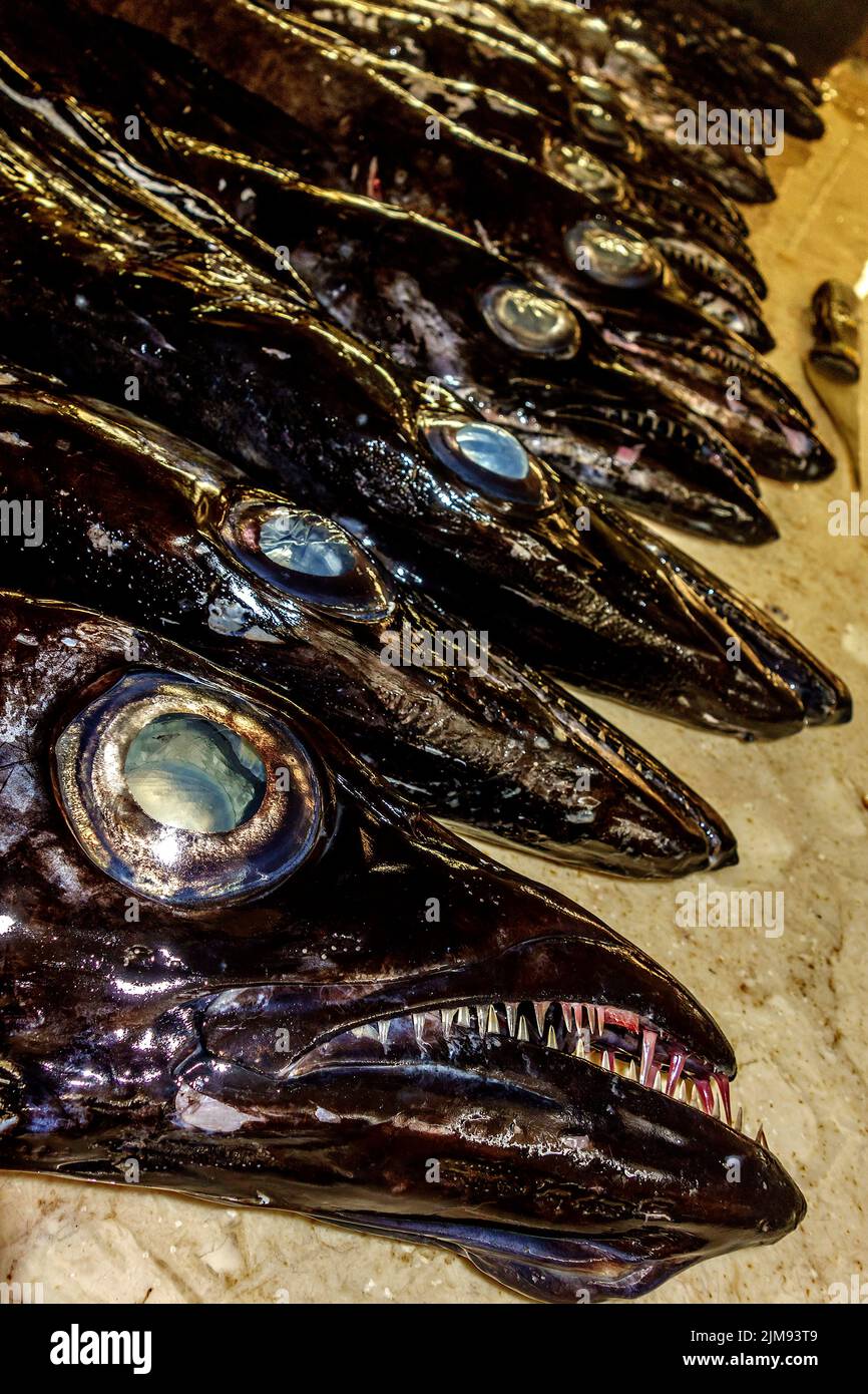 Black scabbardfish (Aphanopus carbo) Madeira Portu Stock Photo