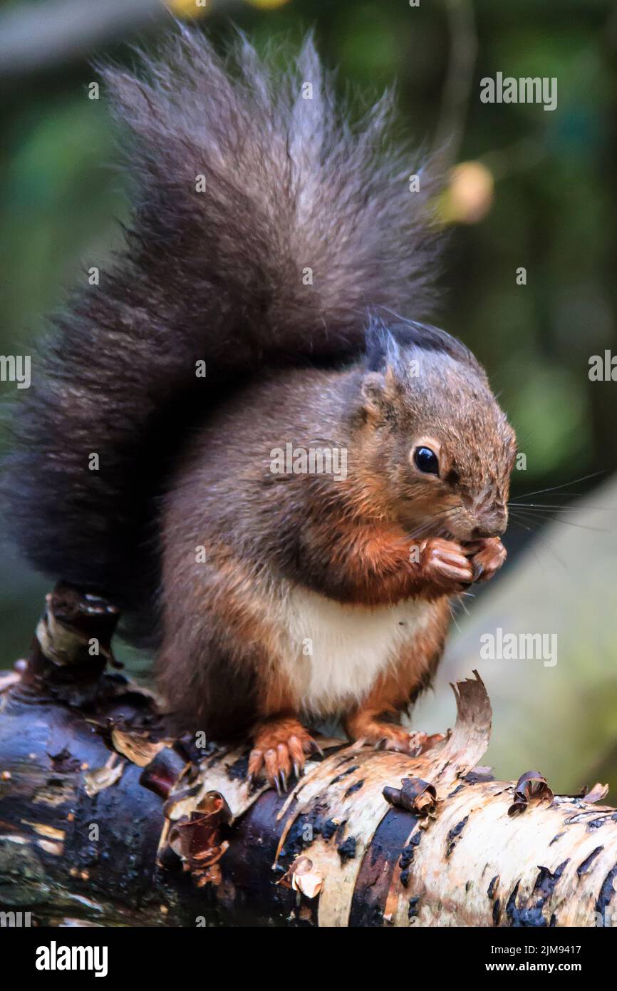 Red Squirrel (Sciurus vulgaris) Eating Berkshire U Stock Photo Alamy