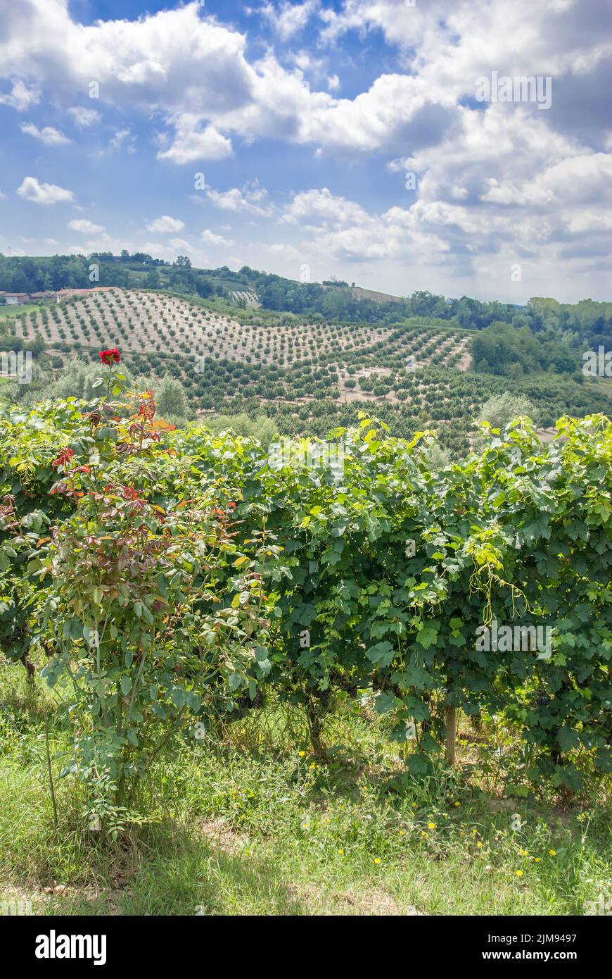 Olive grove hires stock photography and images Alamy