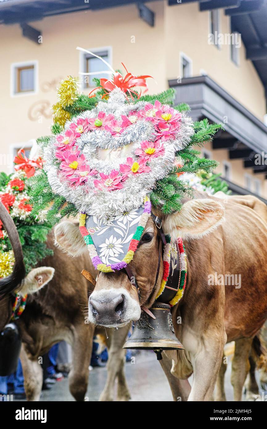 Traditional cow festival in austria Stock Photo Alamy