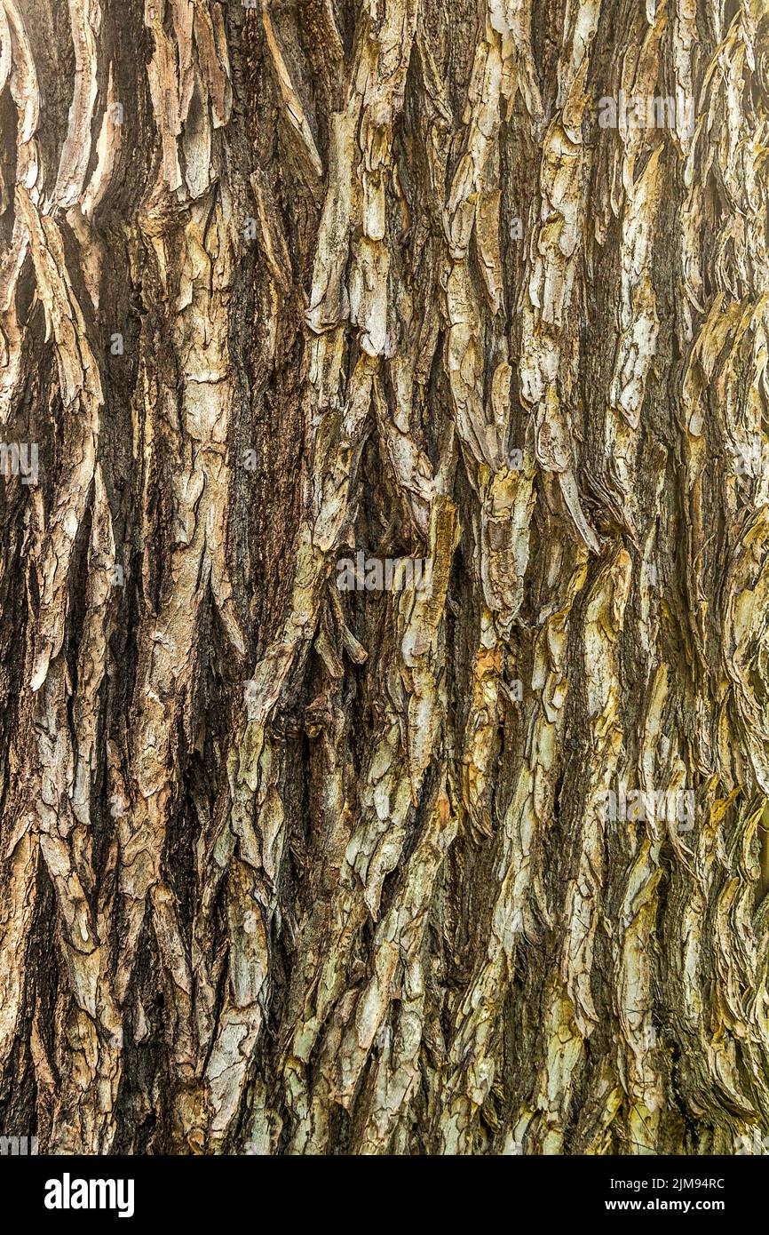 Albizia saman Tree Bark St. Kitts West Indies Stock Photo