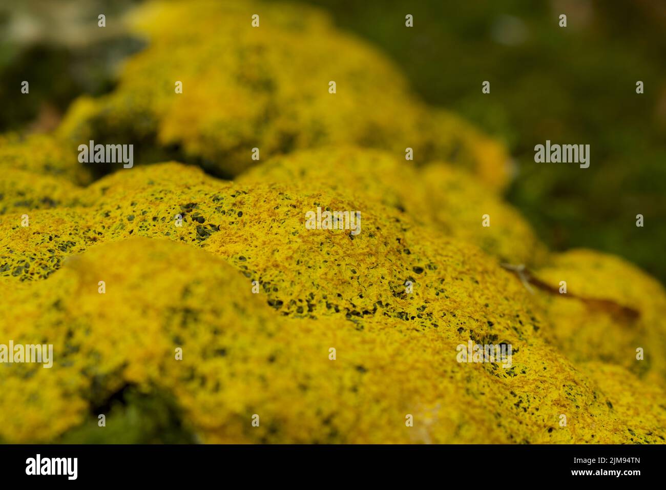 Yellow slime mould in a forest in England Stock Photo