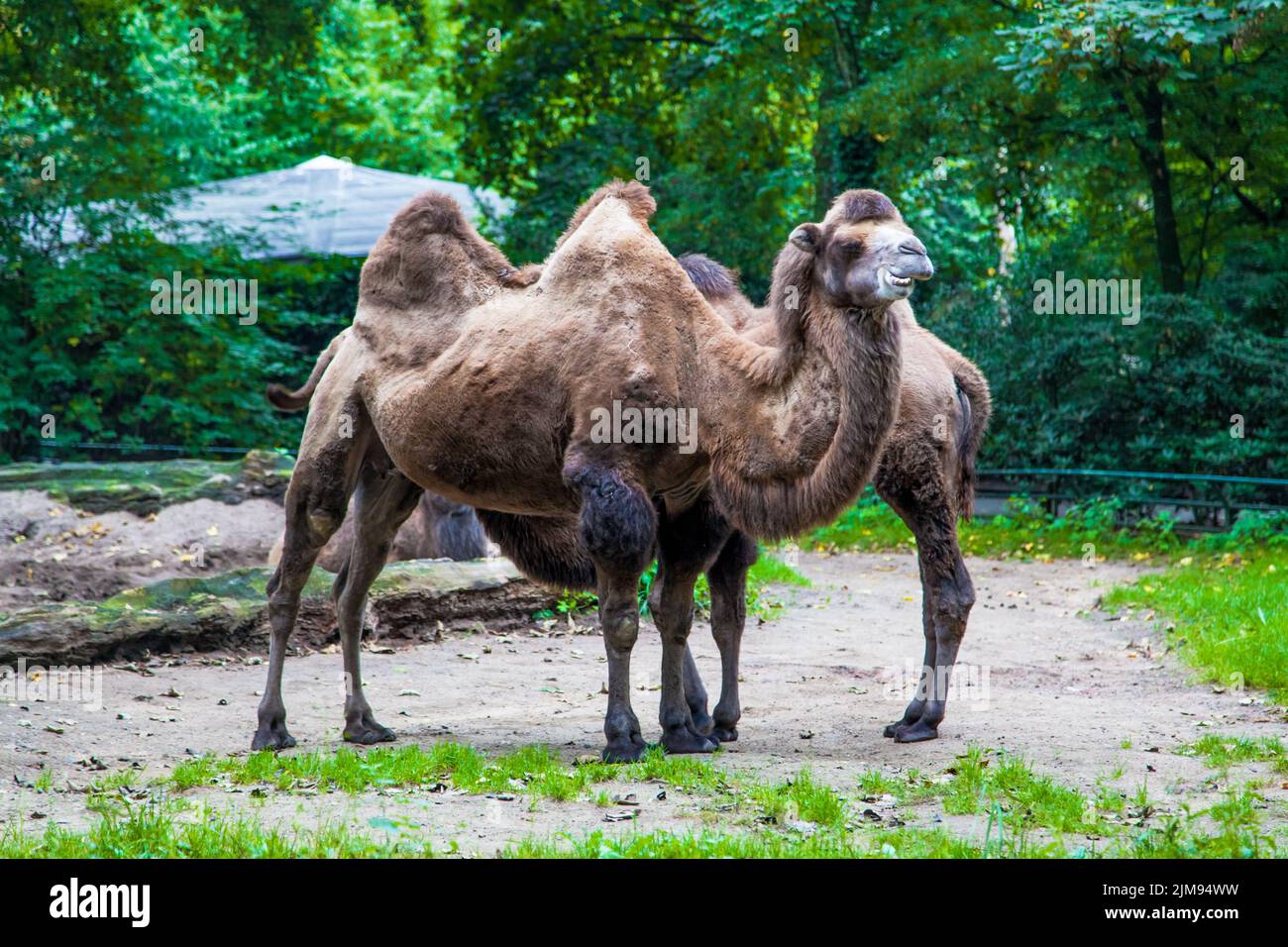 Camel in a Zoo park Stock Photo