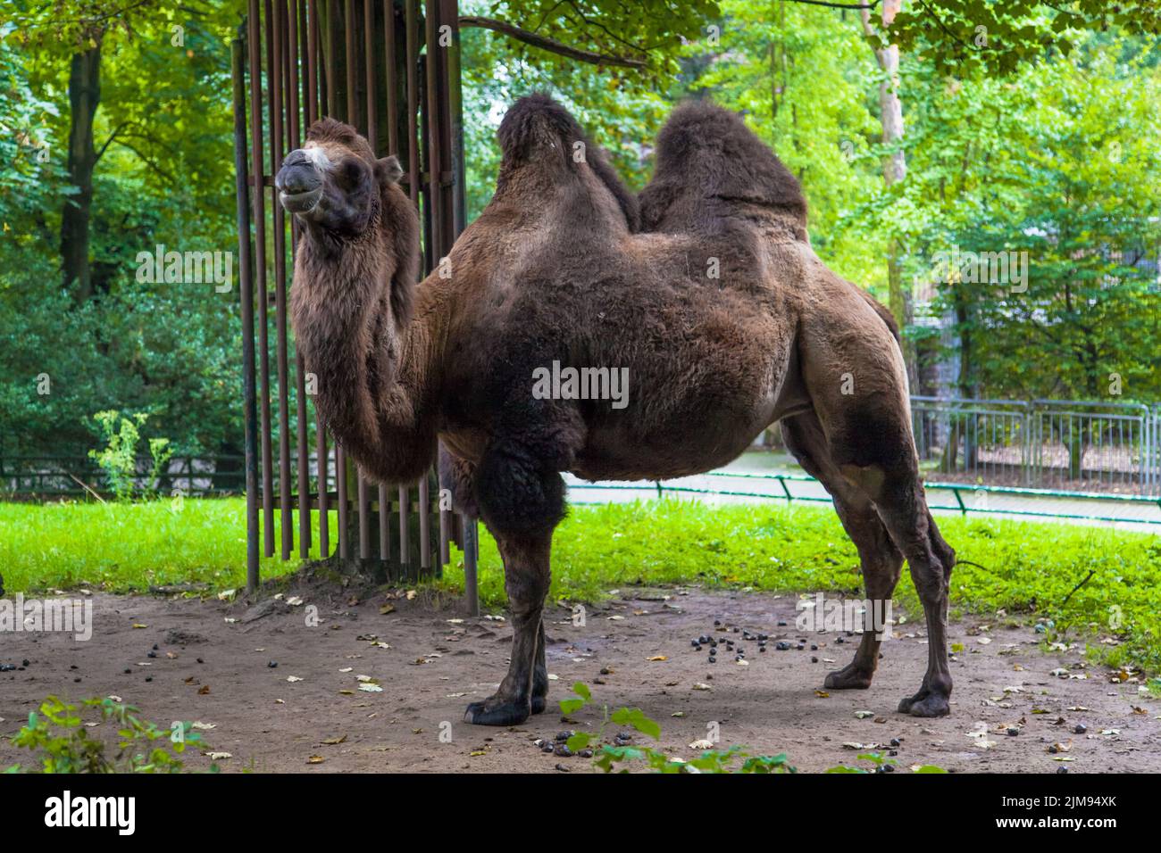 Camel in a Zoo park Stock Photo
