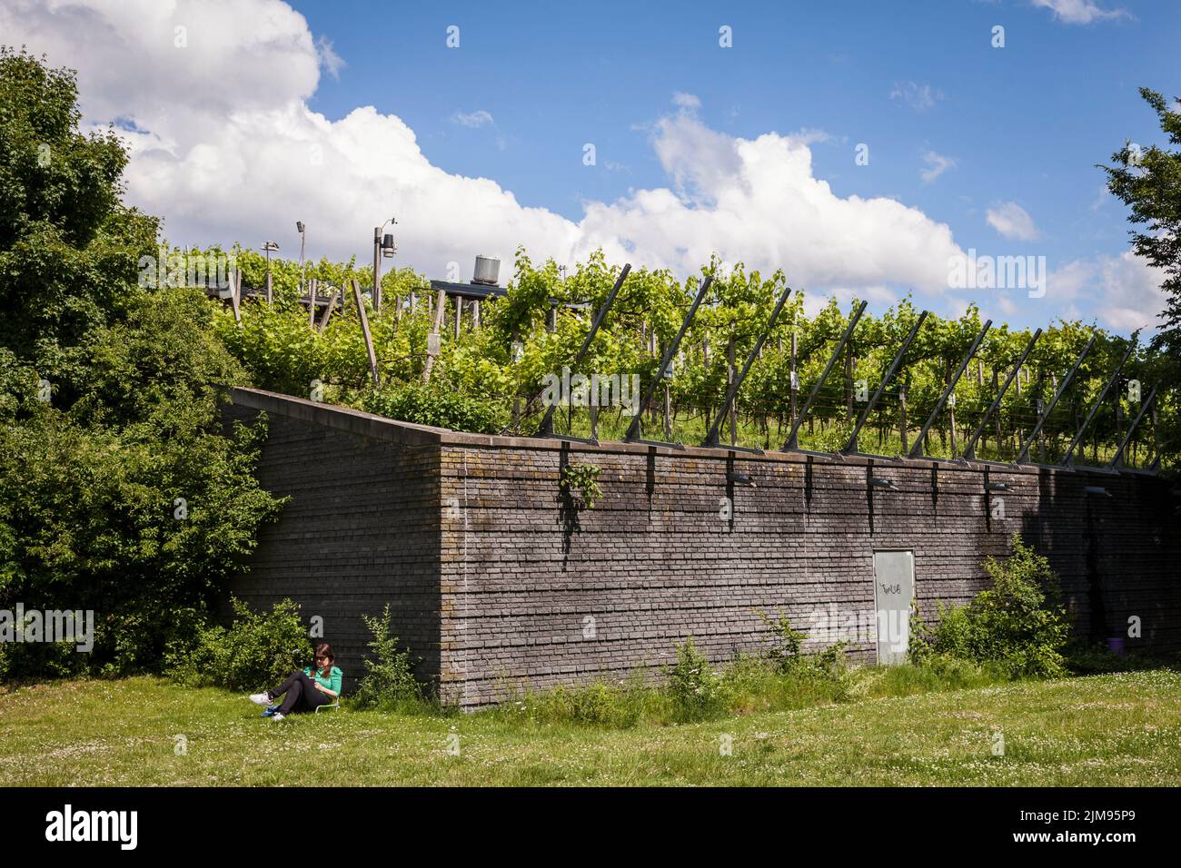 vine growing on the roof of the Wine Museum on Amsterdamer Street, Cologne, Germany. 40 different grape varieties on 720 vines. Weinreben auf dem Dach Stock Photo