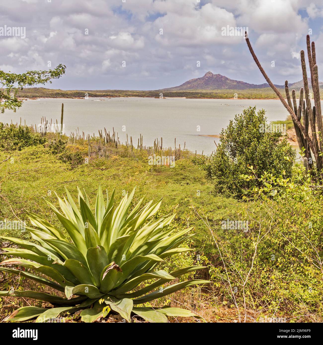 Flamingo sanctuary bonaire hi-res stock photography and images - Alamy