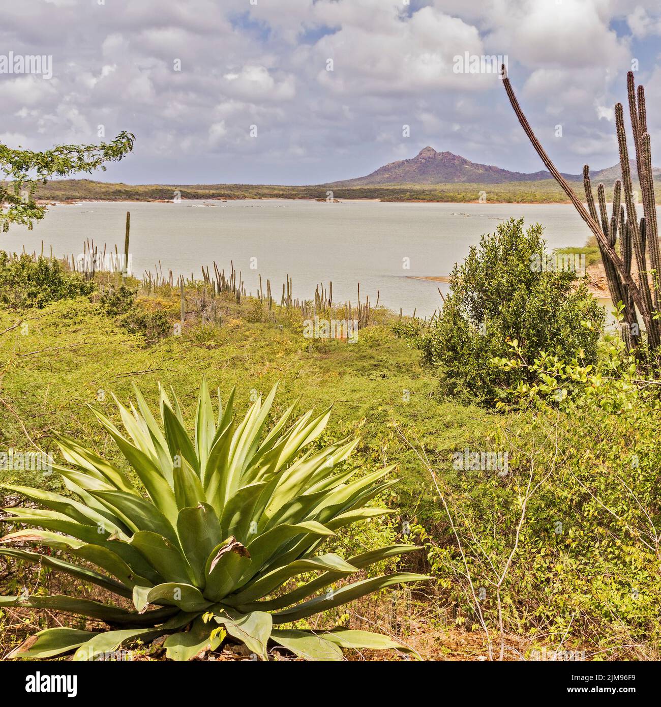 Gotomeer Lake Flamingo Sanctuary Bonaire Netherlan Stock Photo