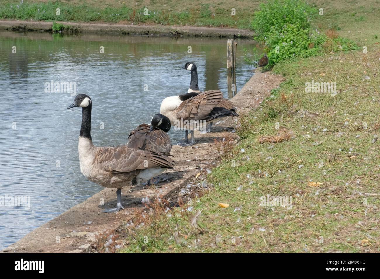 Lydney, UK. 5th Aug, 2022. Lydney Council have decided to Cull the Canada Goose population of Lydney Lake. The Council are concerned with the amount of faeces left by the Geese on the playing fields, they say several sports clubs have had to cancel engagements because of the mess. Credit: JMF News/Alamy Live News Stock Photo