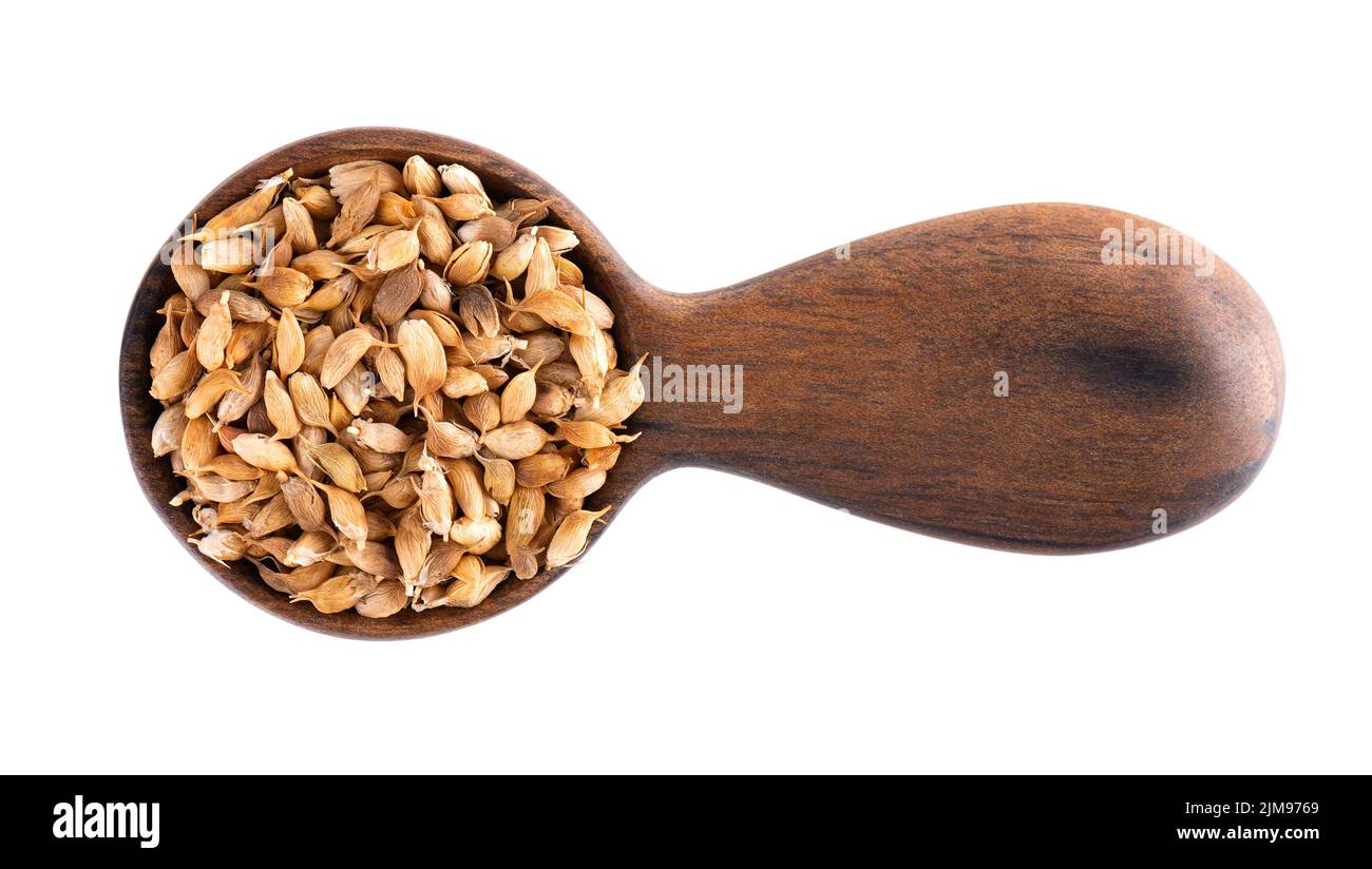 Utsho suneli seeds in wooden spoon, isolated on white background ...