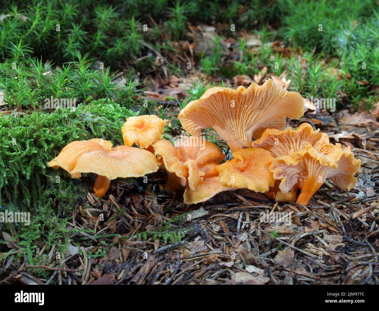 Orange chanterelle, cantherellus friesii Stock Photo Alamy