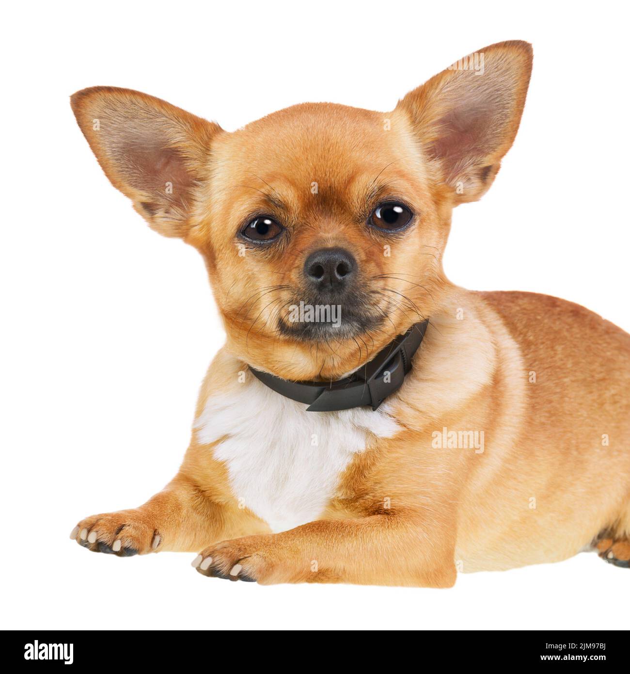 Kexmy flea and tick collar hotsell