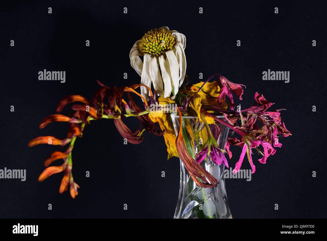 Dead flowers in vase Stock Photo Alamy