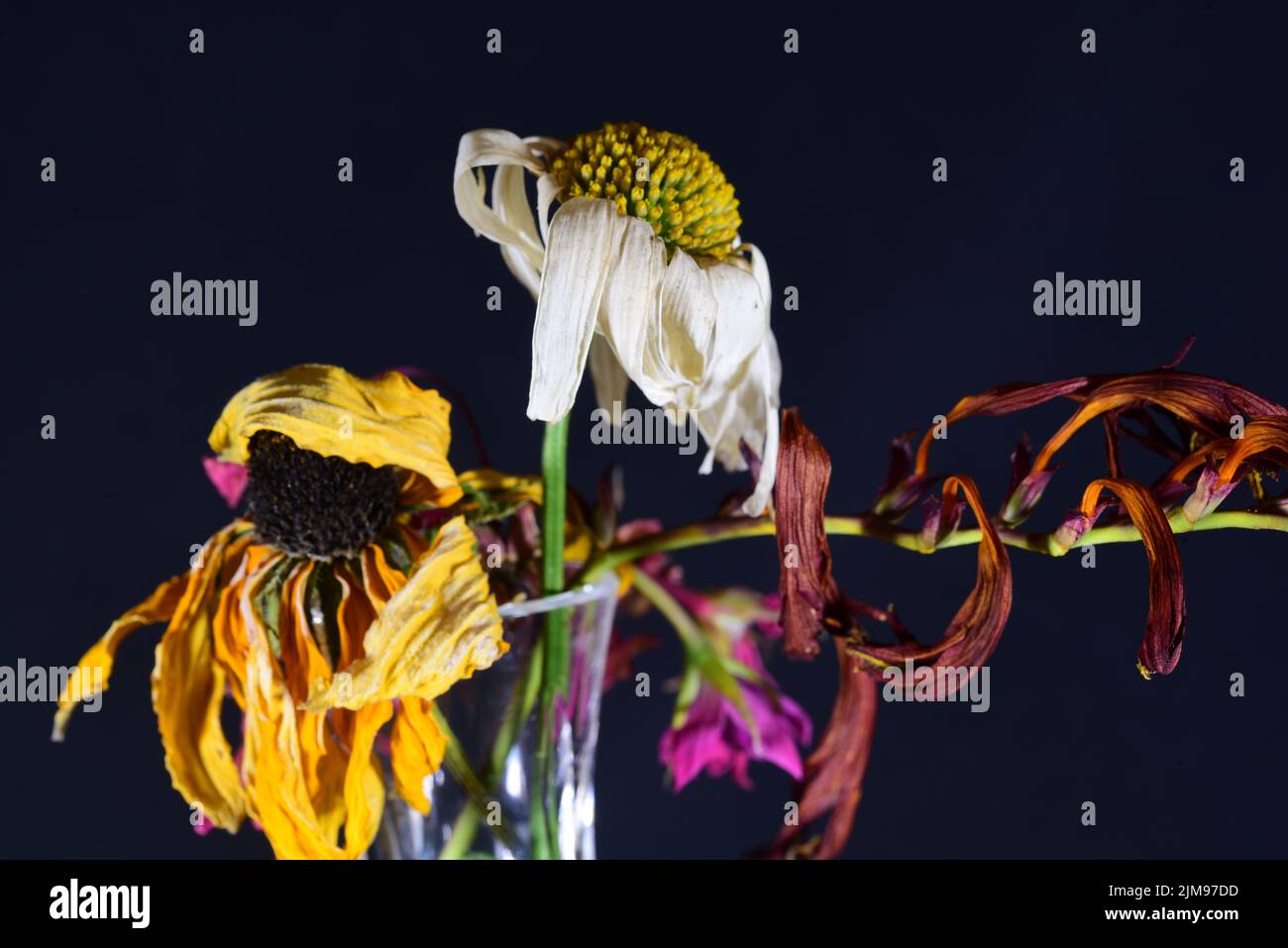 Dead flowers in vase Stock Photo