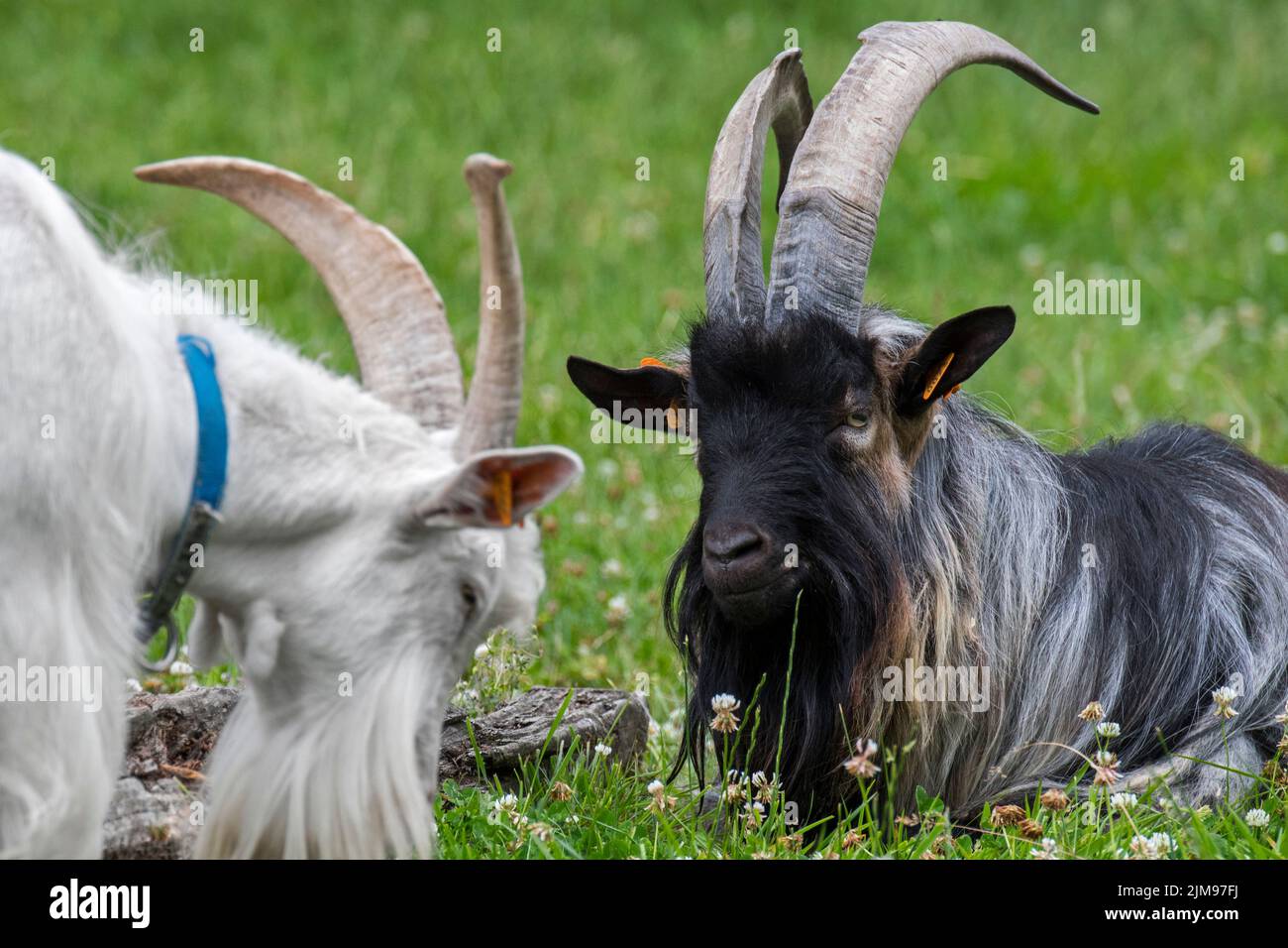 White goat and black landrace goat resting in meadow at farm Stock Photo