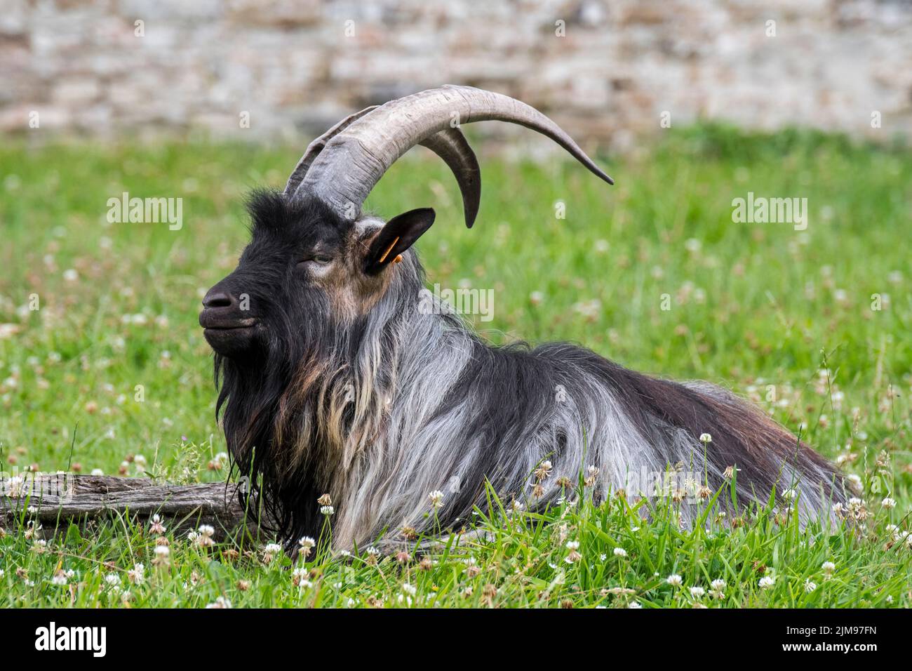 Black landrace goat resting in meadow at farm Stock Photo