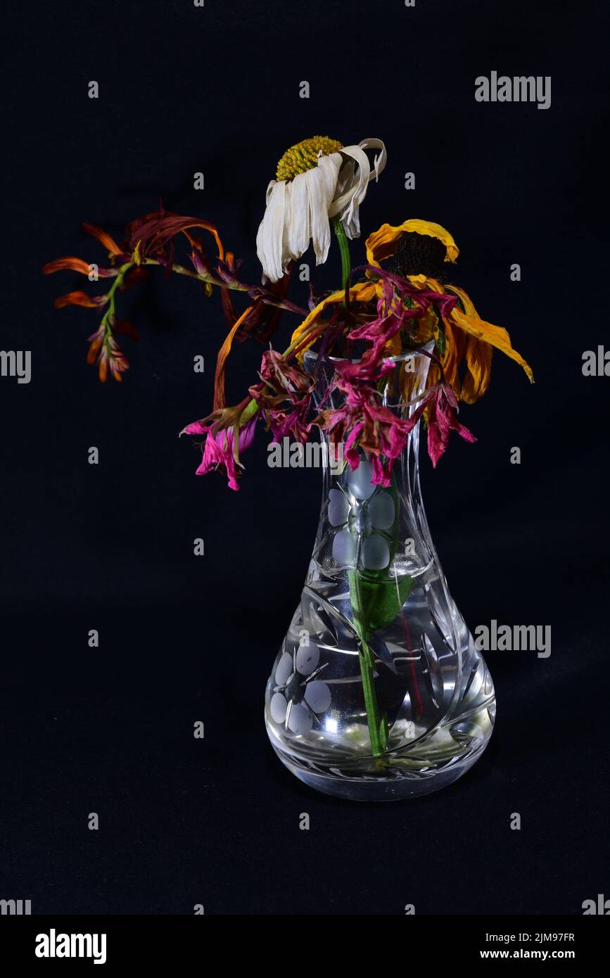 Dead flowers in vase Stock Photo Alamy