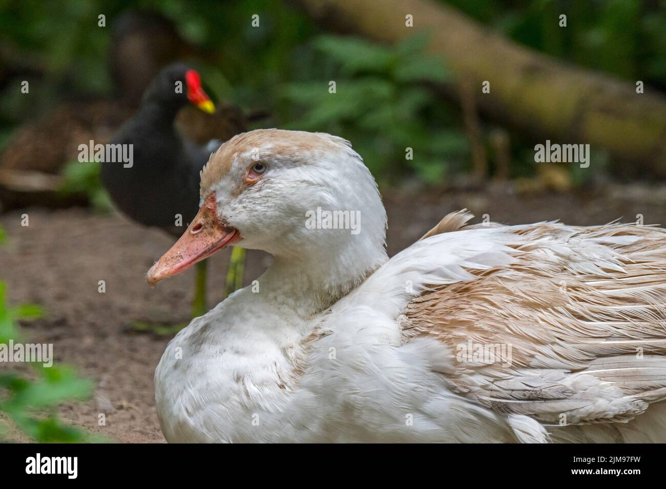 Resting domestic duck and moorhen on land at petting zoo / children's farm Stock Photo