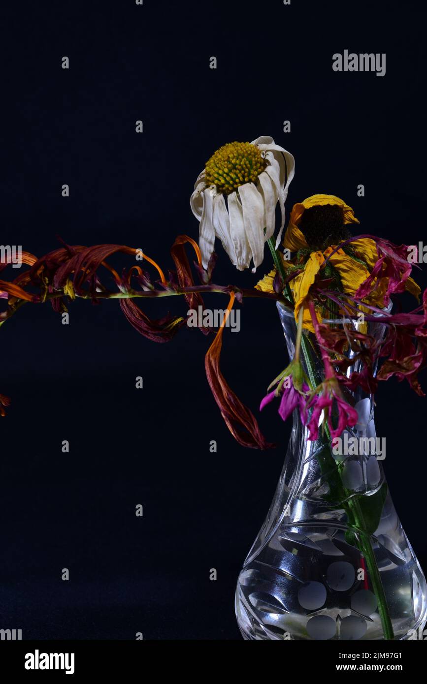 Dead flowers in vase Stock Photo Alamy