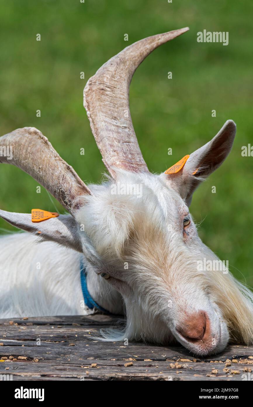White goat eating fodder in grassland at petting zoo / children's farm Stock Photo