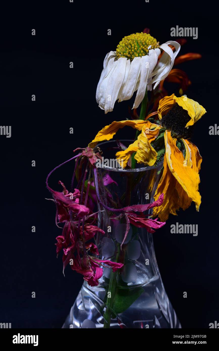 Dead flowers in vase Stock Photo Alamy