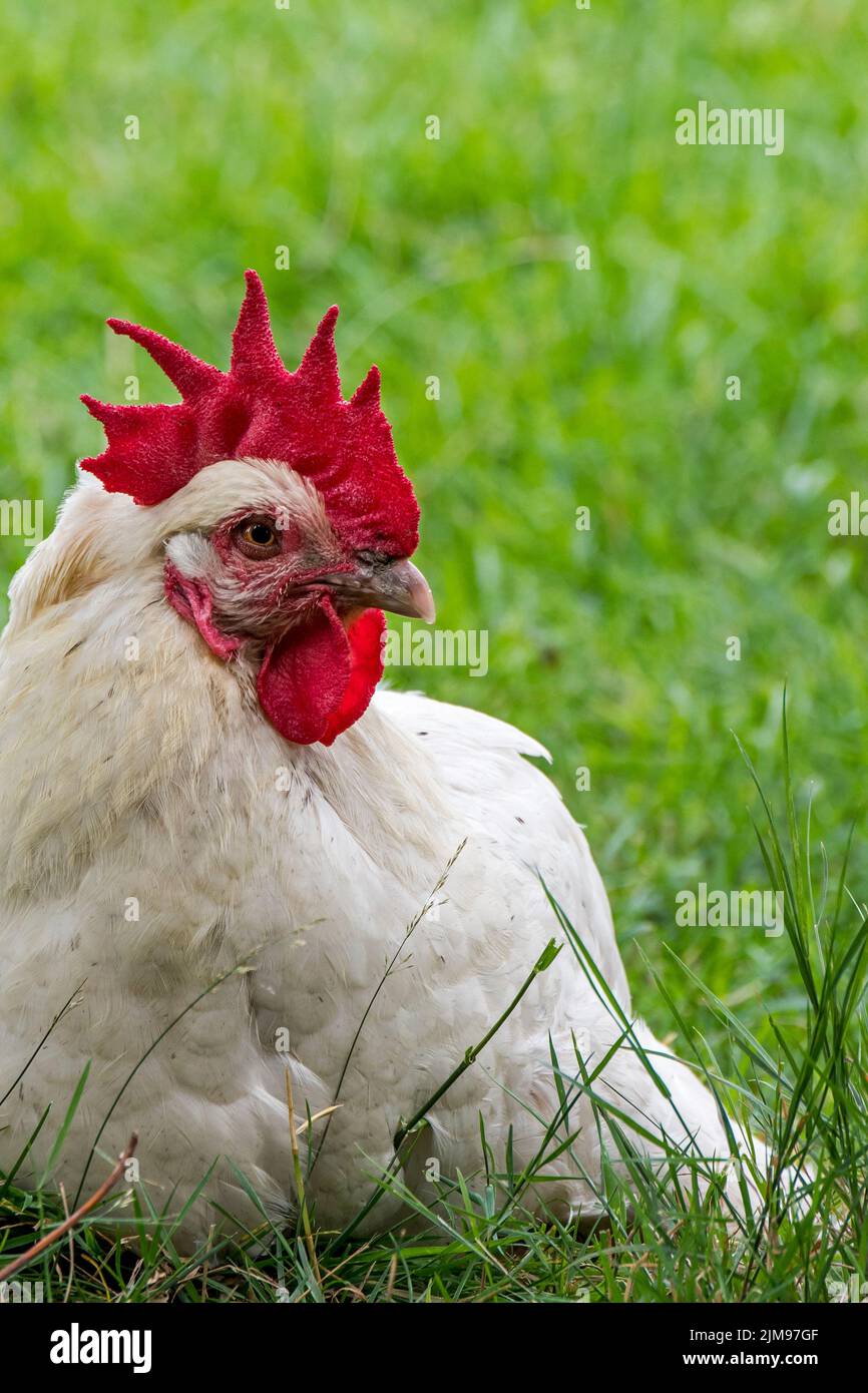 Close-up of white cock / rooster, free range chicken in grassland at farm Stock Photo