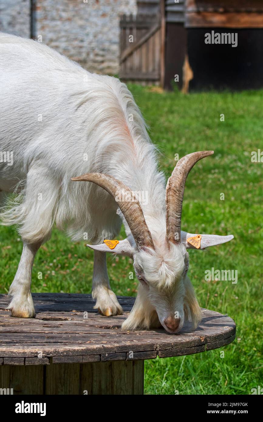 White goat on platform in grassland at petting zoo / children's farm Stock Photo
