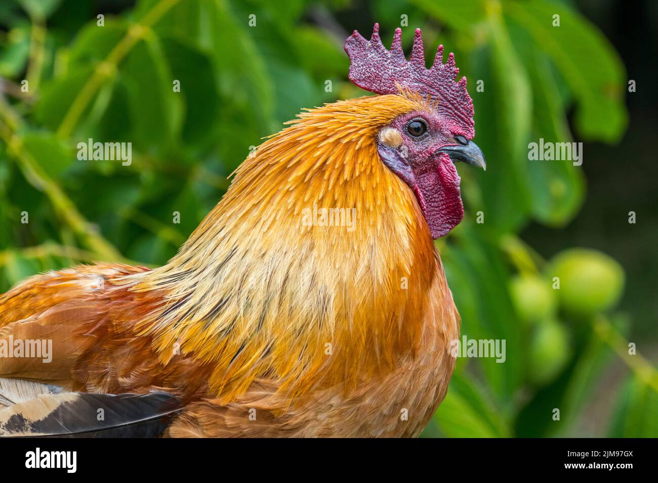 Close-up of cock / rooster, free range chicken at petting zoo / children's farm Stock Photo