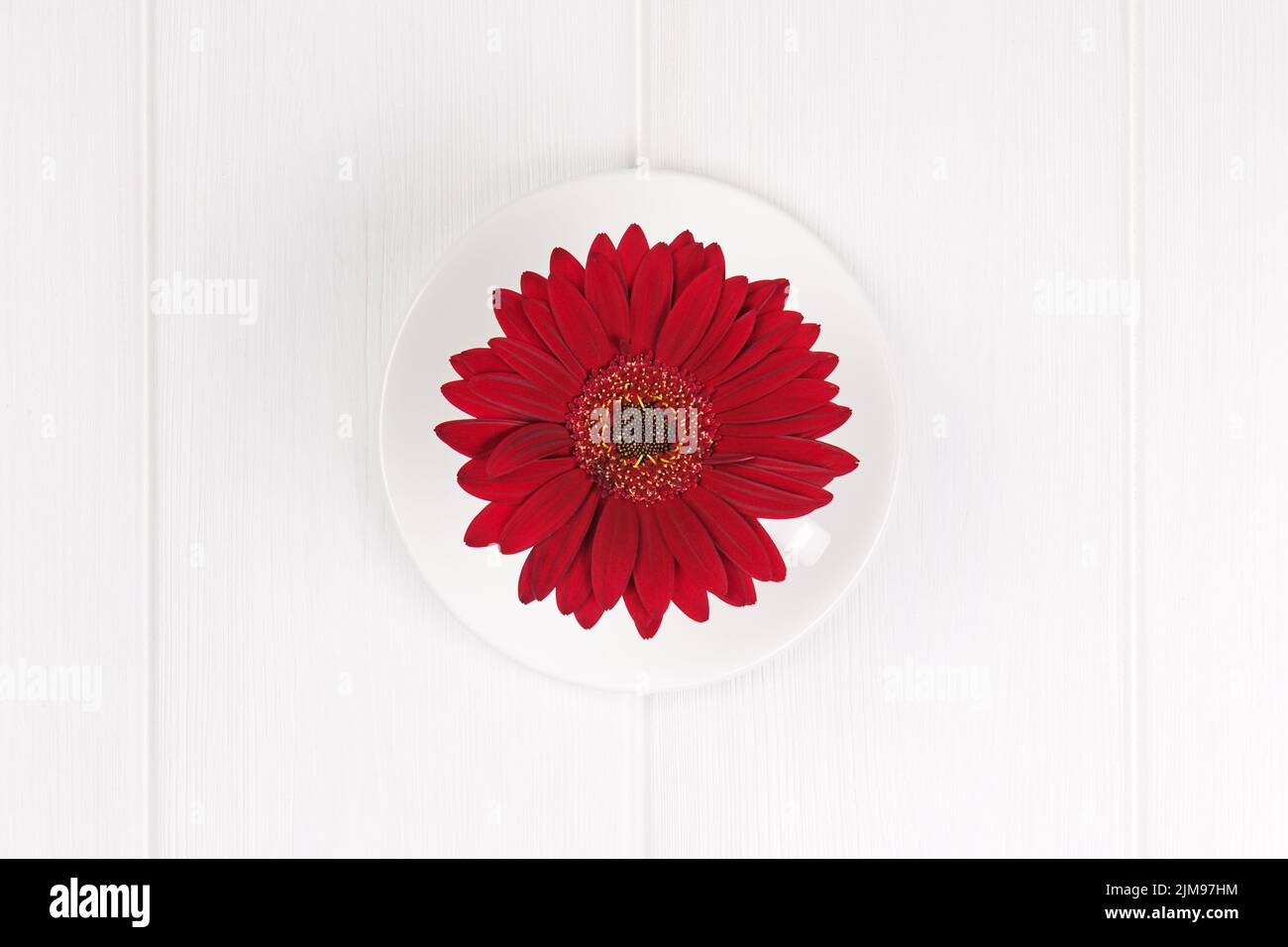 Red gerbera flower in cup and sauce on white wooden  background. Stock Photo