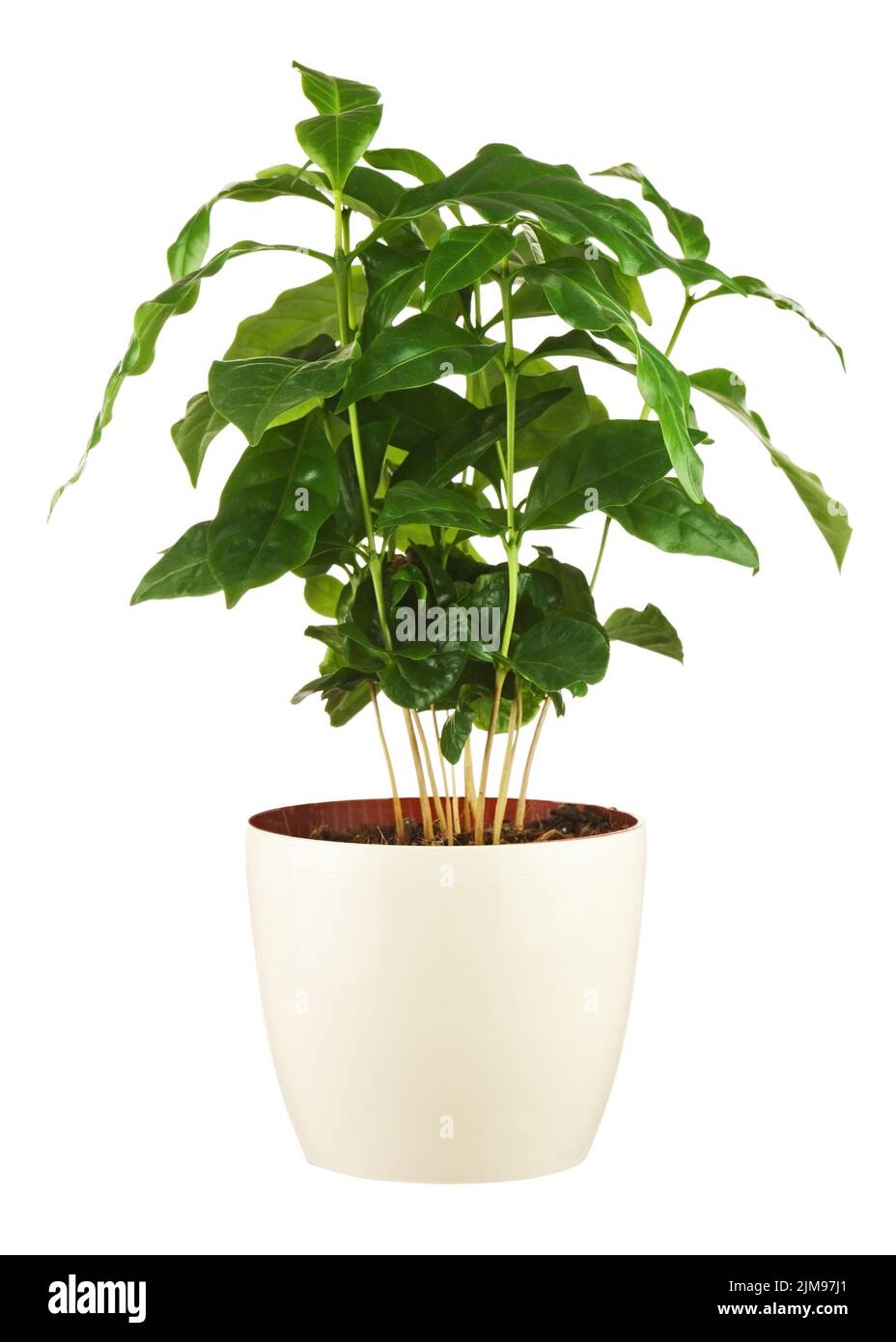 Coffee tree (Arabica Plant) in flower pot isolated on white background. Stock Photo