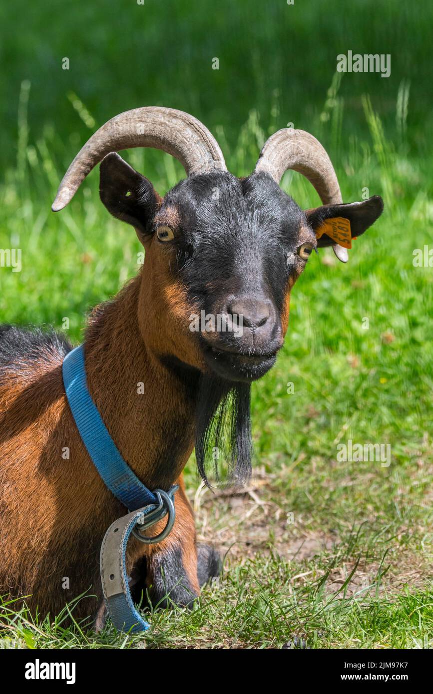 Domestic goat at petting zoo / children's farm Stock Photo