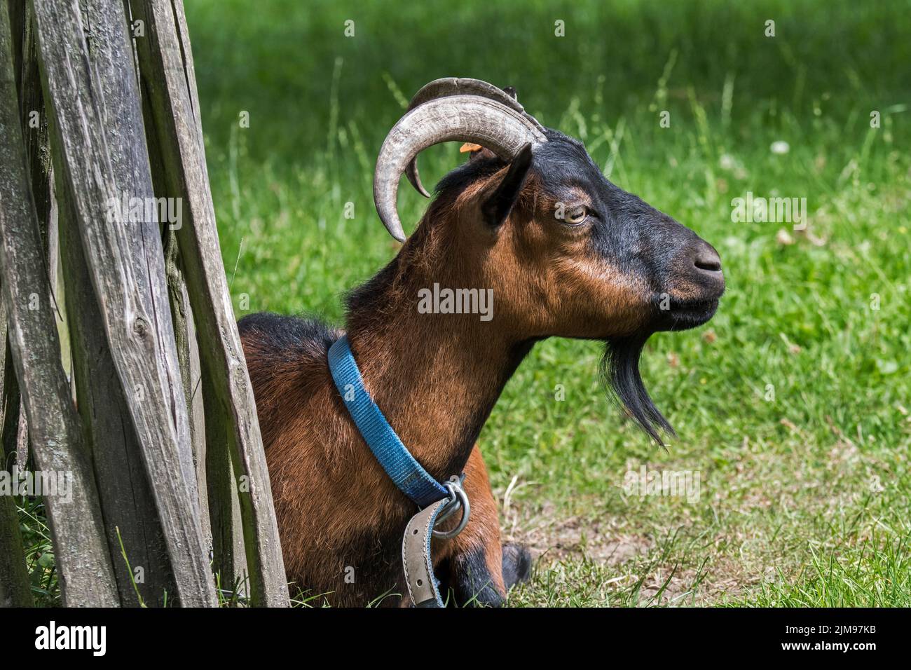 Domestic goat at petting zoo / children's farm Stock Photo