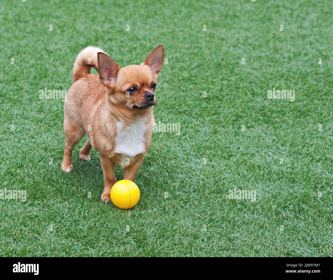 Red chihuahua dog on green grass Stock Photo - Alamy