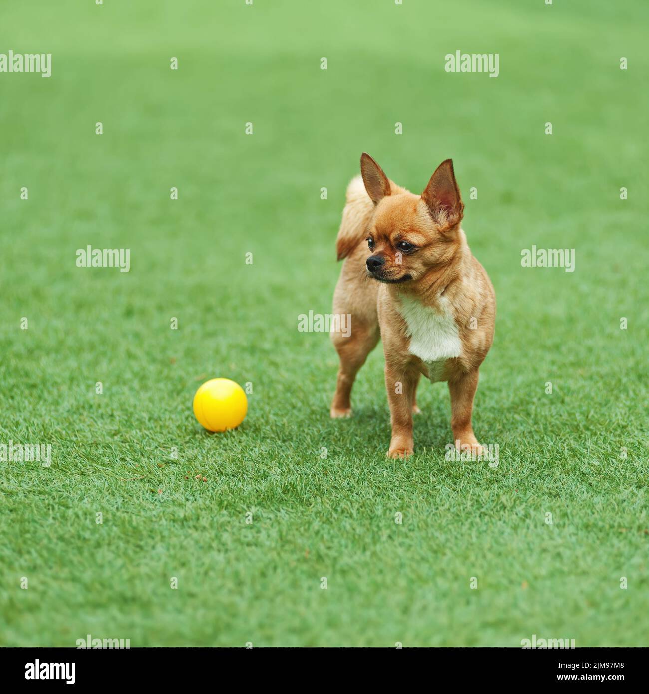 Red chihuahua dog on green grass Stock Photo - Alamy