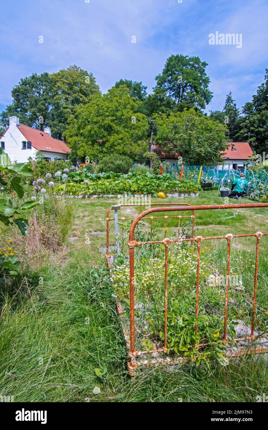 Weed-grown / neglected / wild / overgrown herb garden / vegetable garden / kitchen garden / allotment in summer Stock Photo