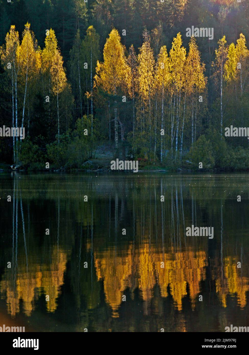 Autumnal birch in backlight 2. Jynkänlahti bay, Kuopio, Finland, 2015-10-08 10:21 +03. Stock Photo