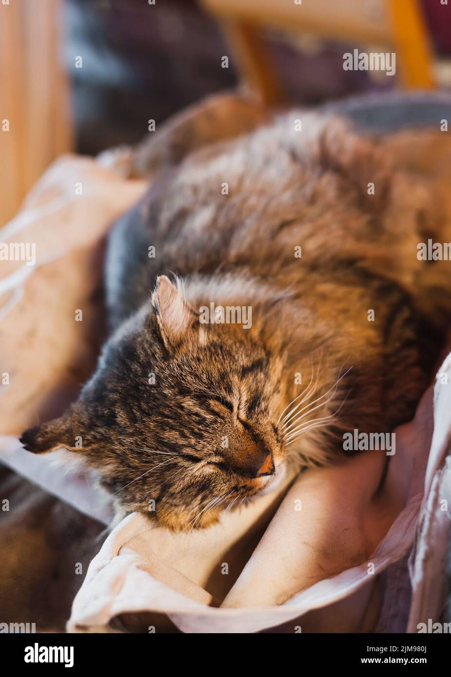 Sleeping quiet hairy cat Stock Photo Alamy