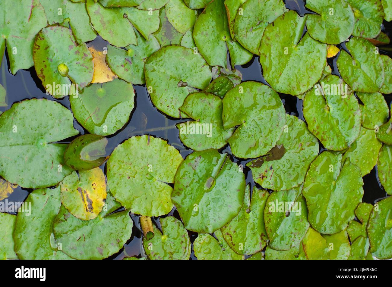 Lily Pad Background Stock Photo Alamy