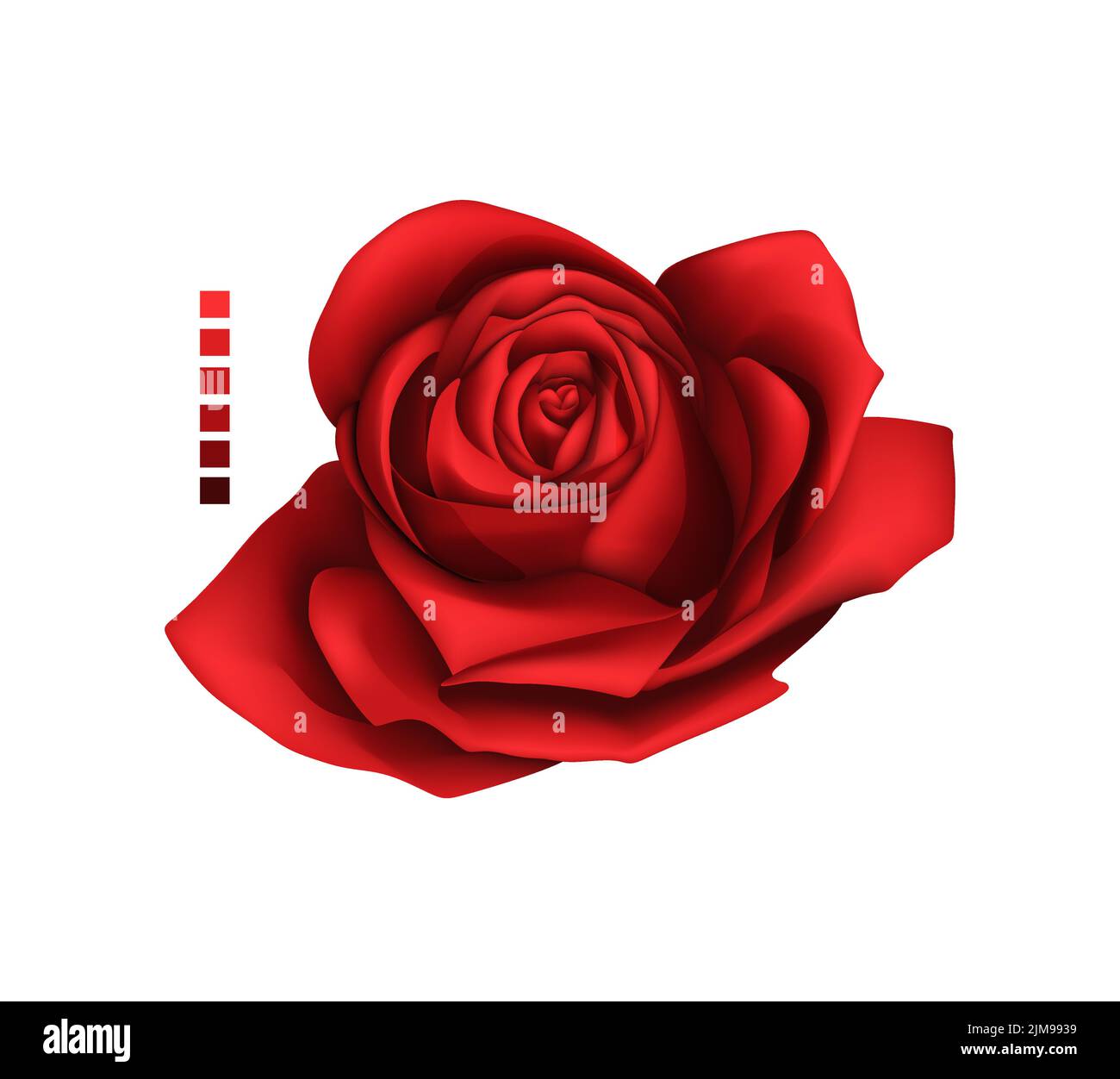 Rose hand drawing and mesh colored. A blossoming rosebud. Vector