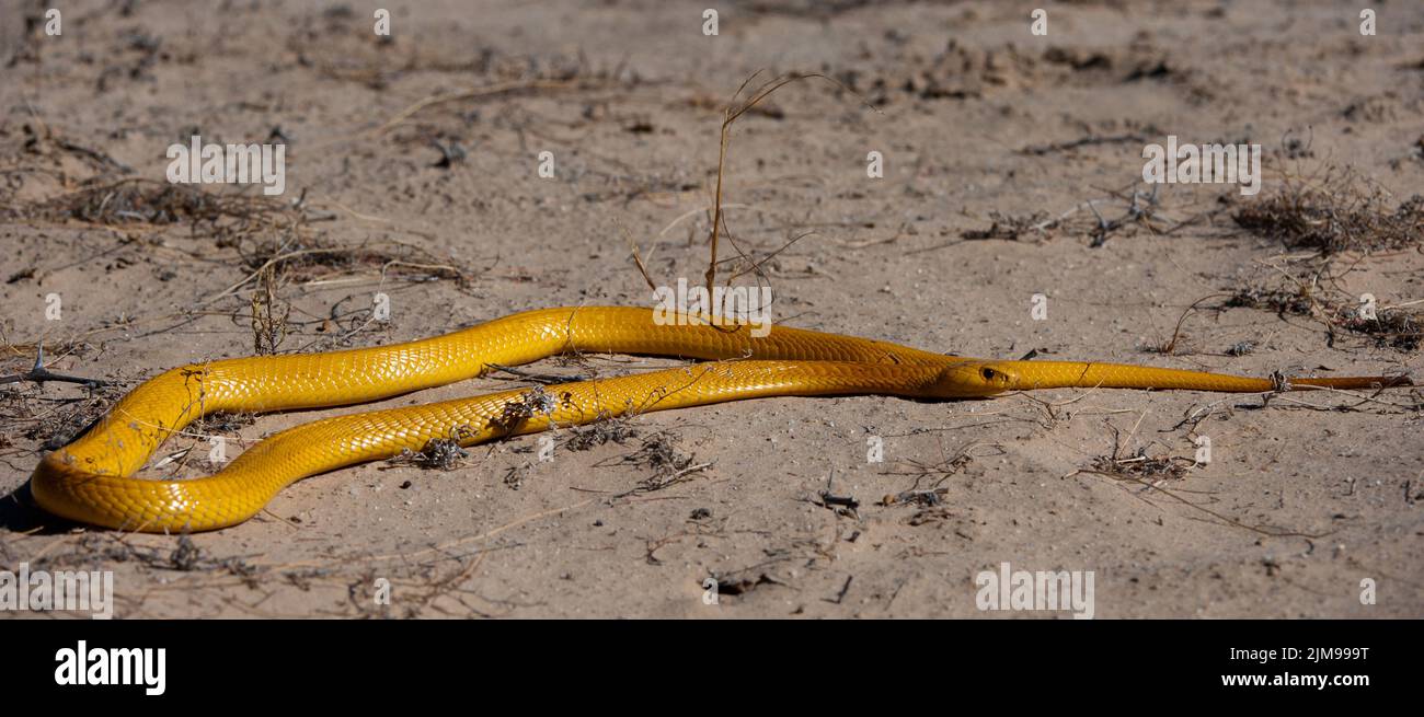 Cape Cobra (Naja nivea) Kgalagadi Transfortier Park, South Africa. jpg Stock Photo