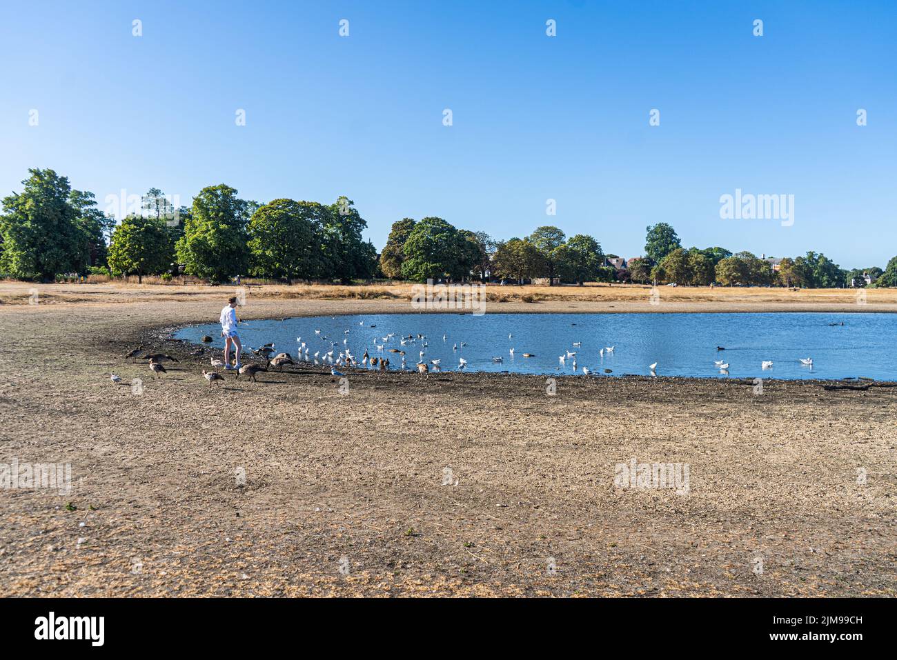 Wimbledon, London, UK. 5 August 2022 A member of the public feeding the geese on an almost empty looking Rushmere Pond on Wimbledon Common south-west London this morning as the dry weather continues to affect London. Thames water has said that millions of people in the south east of England are facing hosepipe and sprinkler bans as the biggest water supplier, said its reservoirs, rivers were lower than usual for the time of year due to the long spell of hot weather and the driest July on record in 100 years Credit. amer ghazzal/Alamy Live News Stock Photo