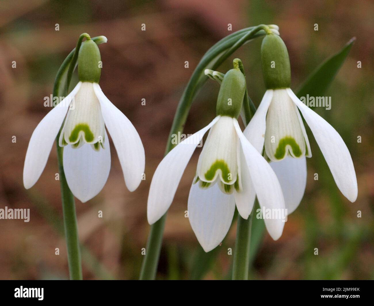 Snowdrop, galanthus Stock Photo