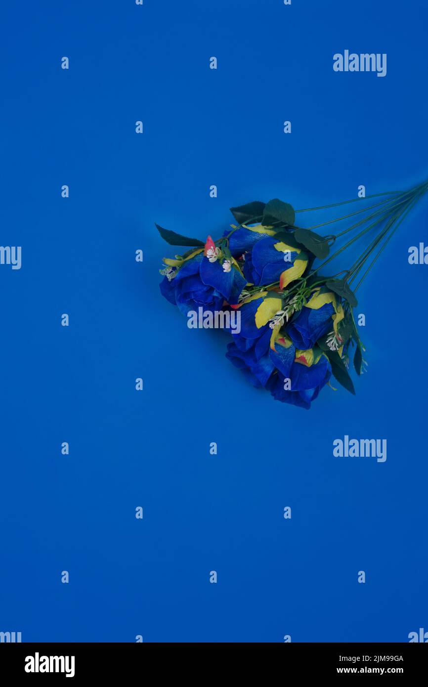 blue rose flower on a blue background- wallpaper Stock Photo - Alamy