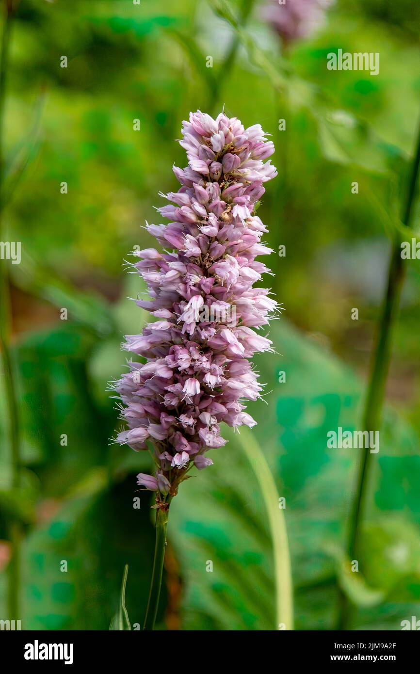 Gaultheria procumbens, Wintergreen Stock Photo